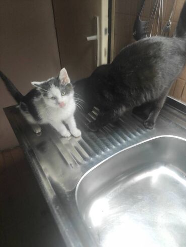 Mačke: Poklanjaju se dve predivne mace spašene sa ulice — braća različitog — 9