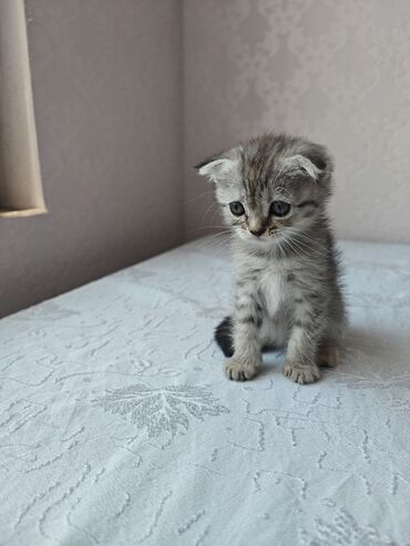 Akvariumlar: Şotland yastı qulaq, Dişi