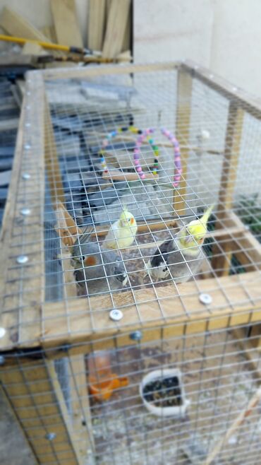 Tutuquşları: 2 disi 1 ərkek 1 yaşları var qefesle bir yerdə satılır qəfəsin uzunu — 14