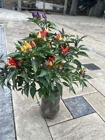 овощной: Декоративный острый перец (Capsicum annuum) в горшке - Плоды — 2