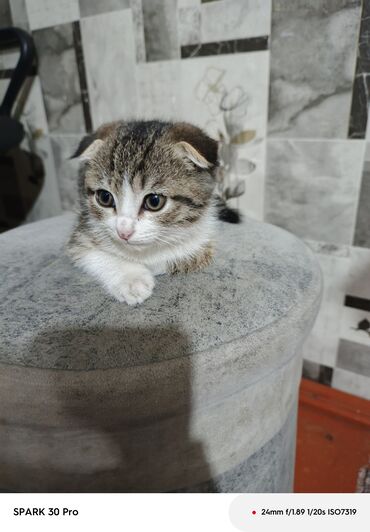 договорная кошка даром британская короткошёрстная 1 год мальчик метис 2 позвонить написать: Шотландский вислоухий котёнок (скоттиш-фолд) - Окрас: табби с белым