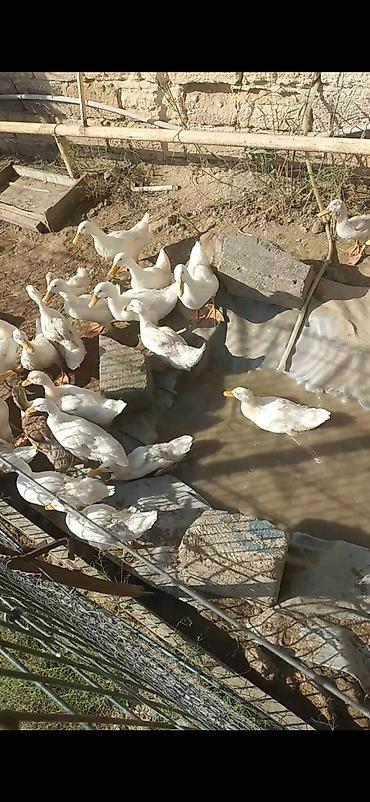 Утки: Ağ Pekin ördəkləri – təsərrüfat üçün çox məhsuldar, sürətli böyümə — 2