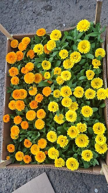 Другие садовые цветы и кустарники: Только оптом.По штучно не звонить.Рассада однолетних цветов для клумб — 15