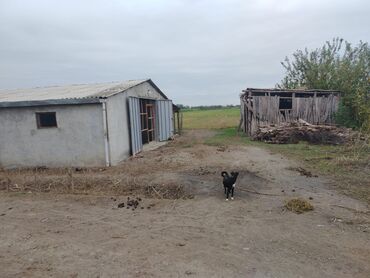 коммерческая недвижимость в баку: Ferma/təsərrüfat kompleksi - Uzunluğu boyunca tikilmiş, beton divarlı