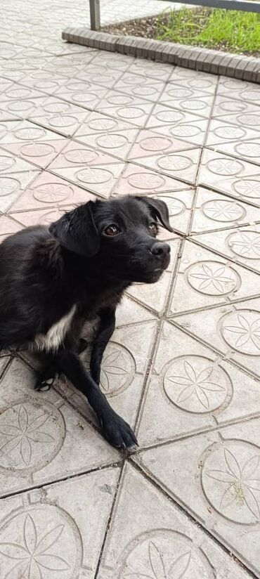 Собаки: Бишкек Появилась вот такая девочка на ул Токтогула 126, буквально
