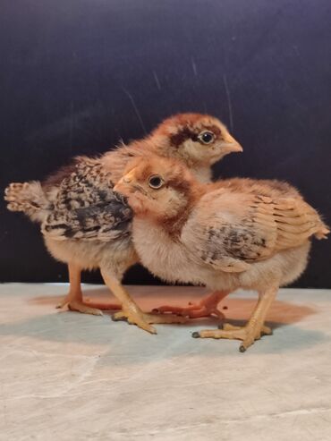 цыплята ломан браун: Продаю | Цыплята | Кучинская