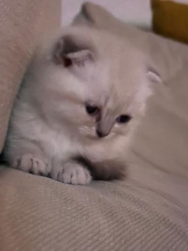 koşka: Məhsul: Pişik üçün rahatlıq və əyləncə dəsti Tərkibi: - Yumşaq — 1