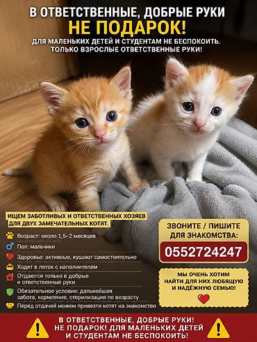 Мышыктар: Мышык бекер берилет: Породасыз, Эркек — 3