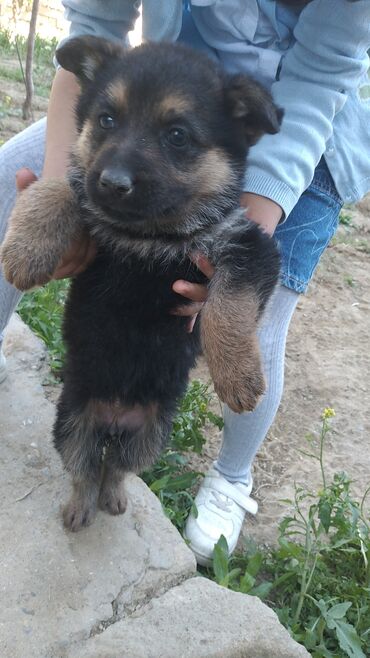 İtlər: Alman çoban iti, 2 ay, Erkek, Peyvəndli, Ödənişli çatdırılma