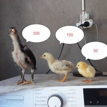 Птицы: Цыплята,жожо,балапан.куры до недели-50 до 3 недели-100, до полтора