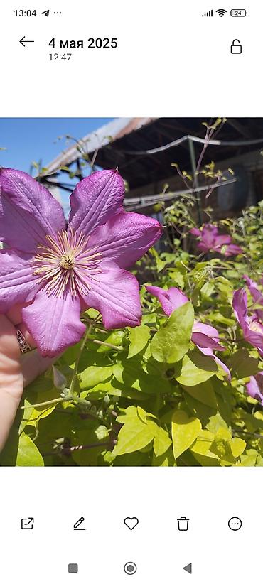 Clematis saplings: Клематис лиановидный, крупноцветковый, двух окрасов: - — 12