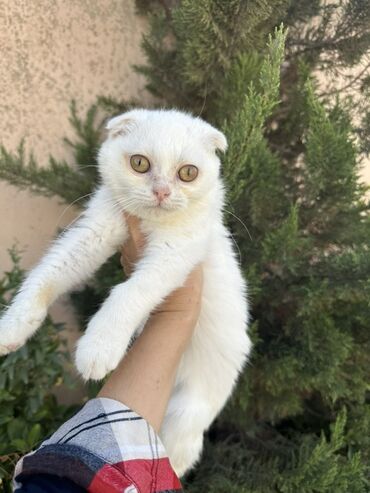 bala pişik satışı: Шотладская вислоухая