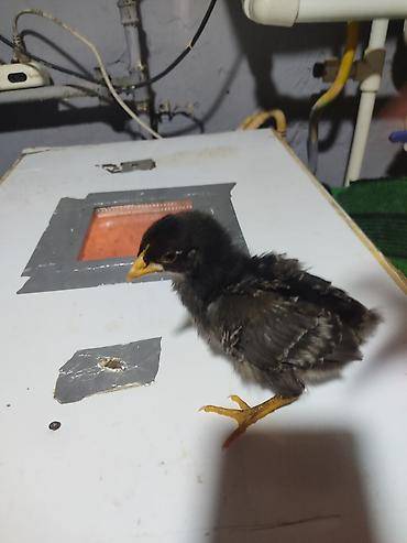 Xoruzlar: Australorp Xarkaov cucelerin
Sifarişi — 6