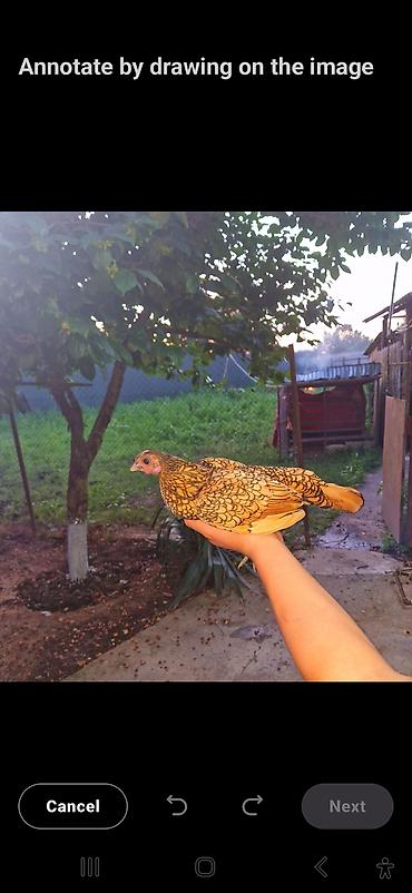 ördək balası və cücə: Toyuq, Damazlıq — 2
