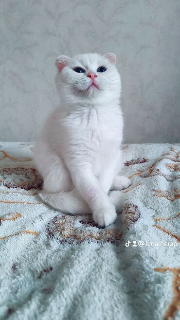 кане корсо в баку: Şotland yastı qulaq, Dişi