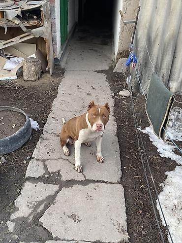 Продажа собак: Питбуль, 8 месяцев, Самка, С прививкой — 3