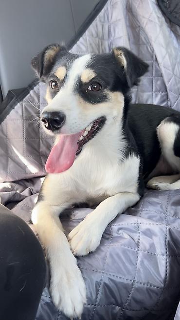 Отдам даром собаку: Собака даром: Дворняжка, 2 года, Самка, С прививкой — 2