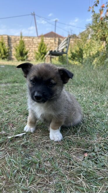 İtlər: 2 ay, Erkek — 3