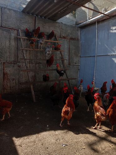 Digər quşlar: Kuban ördəyi hamsı erkəydı ətlik. Kənd beçəsi hamsı xoruzudu sağlam — 7