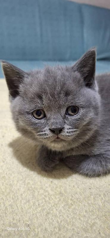 шотландская кошка купить: Шотландские котята, окраc «blue» (однотонный серо-голубой). В помёте — 4