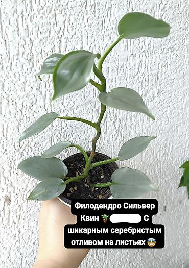цветные кактусы: Продаю свои Комнатные суккуленты и декоративные растения.🪴🌿 Продаю — 10