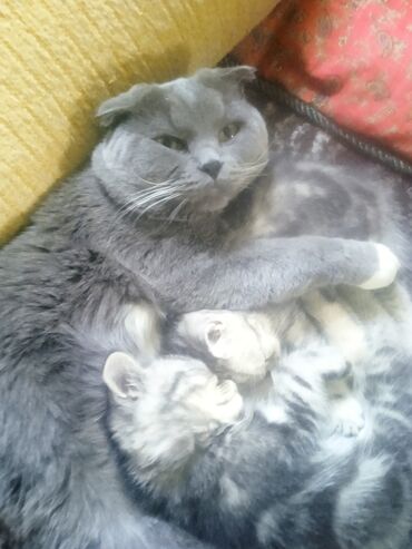 длинношерстная немецкая овчарка: Шотландские котята (скоттиш-фолд/скоттиш-страйт) - Окрас: серебристый