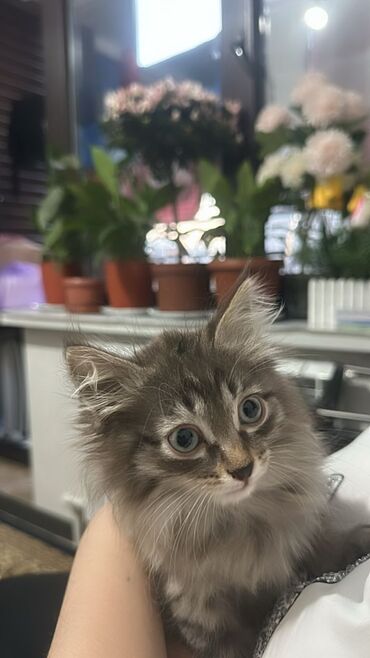 котята сибирской кошки: Мейн-кун, 2 месяца, Мальчик, Серый, Приучена к лотку