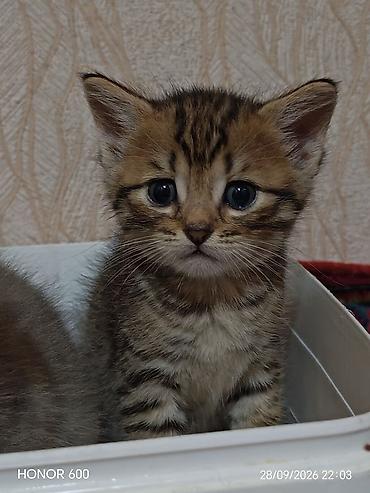 balaca ev itleri: Tabbi, Erkək, Yaxşı əllərə — 1