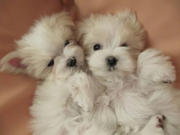 Psi: , Von House Petronijevic Ub, odgajivačnica FCI 5708. Maltezer mini — 5