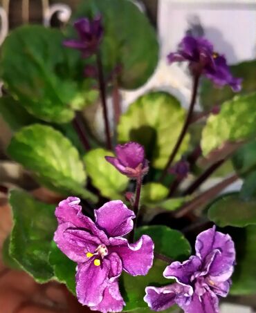 Фиалки и глоксинии: 🌱🌺🌱 Продаю сортовые ДЕТКИ стандартных фиалок🌱🌺🌱. Цены от 80-150 сом — 24