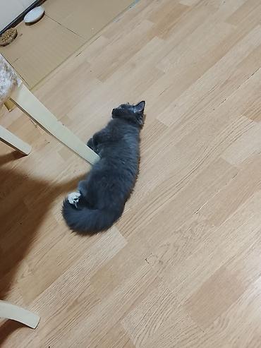 Кошки: Британская, Самец, В добрые руки, Доставка в районы — 4