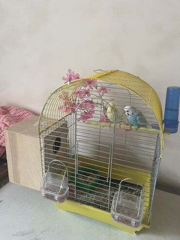 karella qefesi: Bülbül qəfəsi və aksesuarları dəsti - Qəfəs: metal barmaqlıqlı, sarı