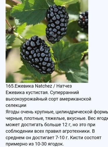 Ежевика: Ежевика Оптом, Бесплатная доставка, Самовывоз — 2