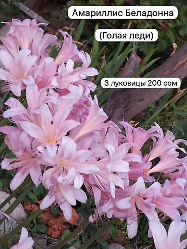 комнатные цветы бишкек: Луковичные декоративные растения для вашего сада. Заказывать по — 5