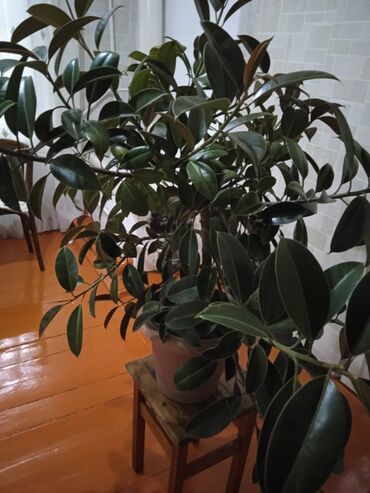 фикус ретуза: Фикус эластика (Ficus elastica) в горшке. - Крупное комнатное