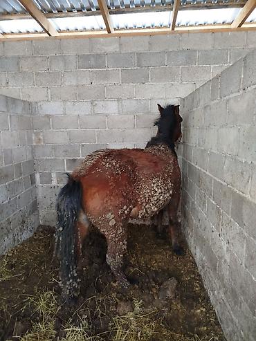 Лошади, кони: Продаю | Жеребенок | Для разведения — 10