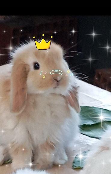 ev dovşan: Mini Lop dekorativ dovşan balaları - Cins: Mini Lop (aşağı sallanan — 1
