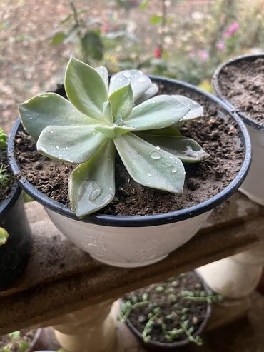 Otaq bitkiləri: Her biri ucuz kimete Gencededi catirma var size yaxin yere ancag — 63