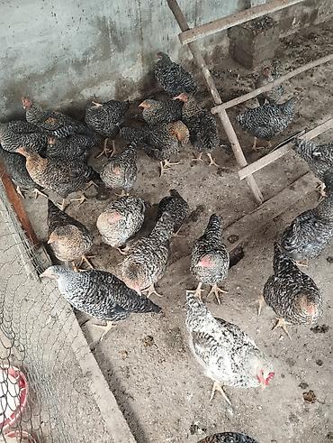 tap az toyuq cuce: Qara-ağ zolaqlı rəngdə yerli yumurta istiqamətli toyuqların qrupu. - — 2