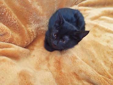 бенгальская кошка бишкек: Кошка даром: Беспородная, 2 месяца, Мальчик — 9