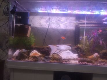 купить аквариум для рыбок недорого: Прод ся аквариум 200 л заводской стекло толстое все в рабочем