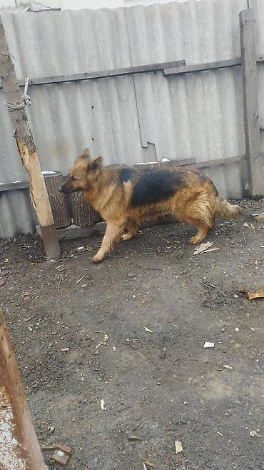 Продажа собак: Немецкая овчарка, 3 года, Самка, С прививкой — 8