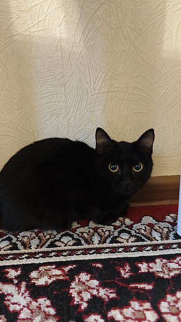 отдам даром котенка бишкек: Кошка даром: Беспородная, Девочка — 2