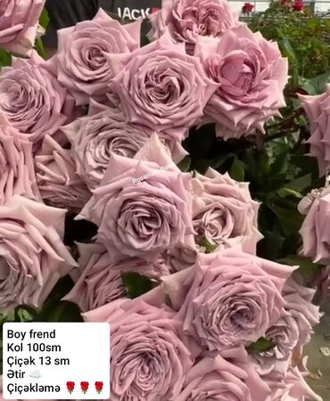 Şitillər: Sort qizilgul kollari ve sarmasanlarinin satişi .Ozumuz calaq yolunile -da lalafo.az — 4 Şitillər: Sort qizilgul kollari ve sarmasanlarinin satişi .Ozumuz calaq yolunile — 4