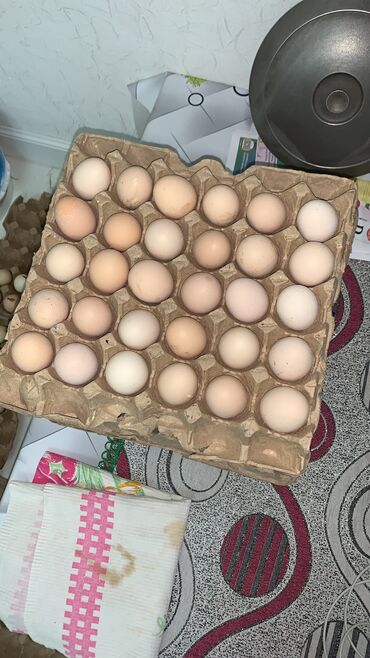 Молочные продукты и яйца: Продаём яйцо оптом С1,С2,С3 Собственное хозяйство Жумуртка оптом