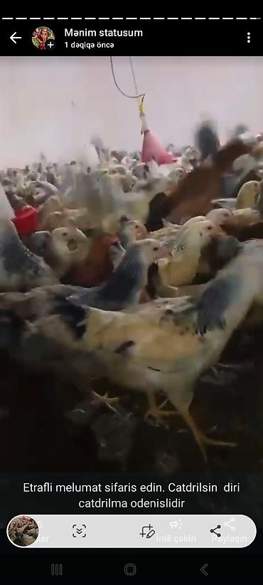 K/t heyvanları və malları: Toyuq cücələri, Damazlıq — 1