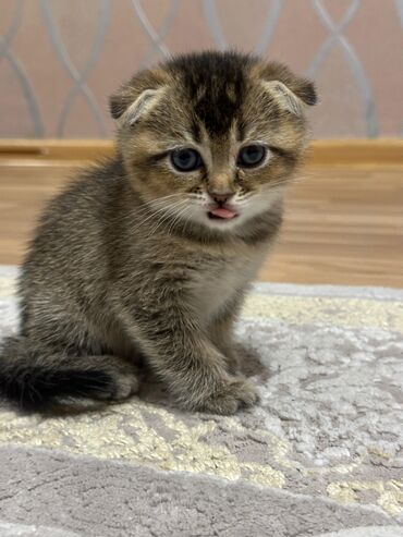 Pişiklər: Şotland, Erkək, Dişi, Yaxşı əllərə, Ünvandan götürmə, Pulsuz çatdırılma, Ödənişli çatdırılma — 32