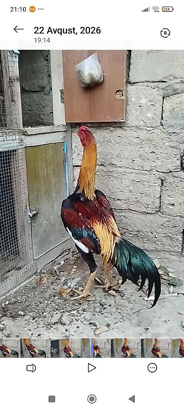 heratı: Herati xorzu 1brbu var 13ayliqdi uvvan ramana gulcly baki riyal alci — 1