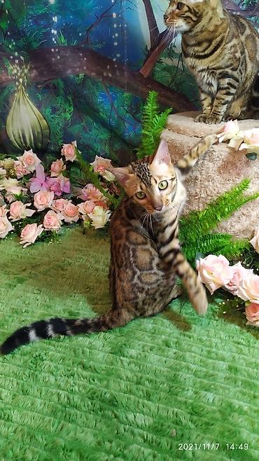 породистые кошки: Шикарные бенгальские котята 3-4мес. Лучший подарок для любящего — 5