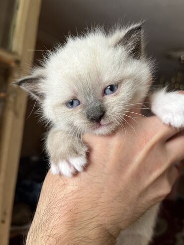 Pişiklər: Şinşilla, Dişi, Erkək — 6